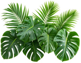 Lush arrangement of vibrant green tropical foliage, isolated on white
