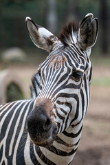 portrait of a zebra