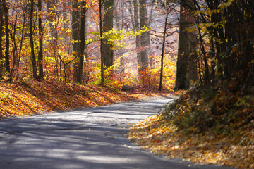 road in autumn forest