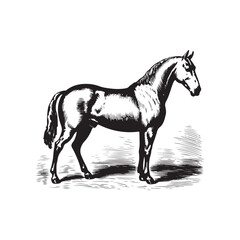 Vintage Engraving woodcut Horse retro vector art illustration design. 