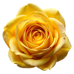 Yellow rose flower head isolated on transparent background PNG icon isolated with transparent background