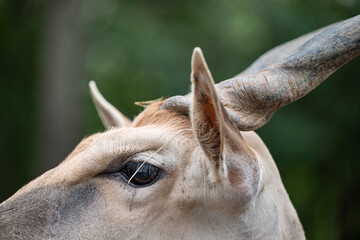 close up of a oryx