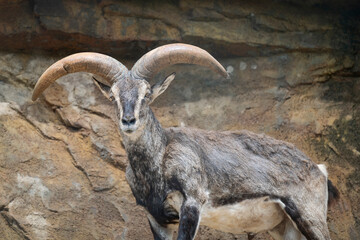 close up of a bharal