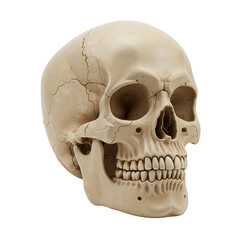 Obraz premium Realistic human skull model with detailed anatomical features 