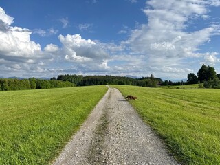 Dog is walking down a dirt road in a field