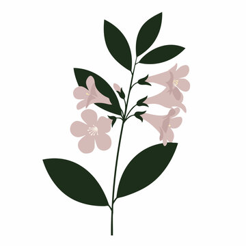 Elegant floral branch with muted pink blossoms and dark green leaves illustration
