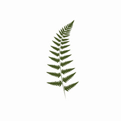 Naklejka premium Elegant Fern Leaf Silhouette Against a Blank Background