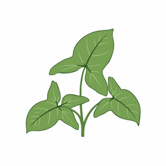 Fototapeta premium Simple Green Plant with Detailed Veins and Unique Leaf Shapes