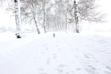 Dog is walking on a snowy road