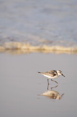 Small bird is walking on the beach