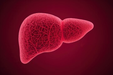 Medical liver anatomy visualization showing hepatic system in human silhouette ideal for healthcare education medical training materials
