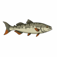Detailed illustration of a gray trout with orange fins and spots, facing right