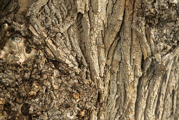 Old bark tree texture. Natural wood surface pattern, old tree skin