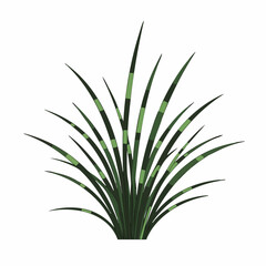 Fototapeta premium Detailed Illustration of Green and Black Striped Ornamental Grass