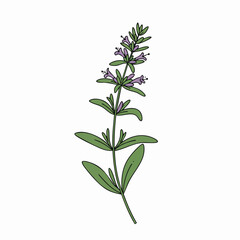 Obraz premium Illustrated Sage Plant with Delicate Purple Flowers