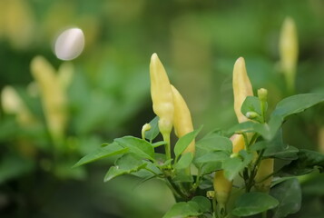 Yellow chili pepper in garden