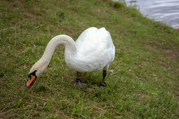 Mute Swan (Cygnus olor) on the shore by the lake