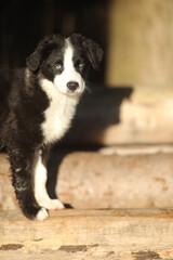Black and white puppy is standing on a wooden step