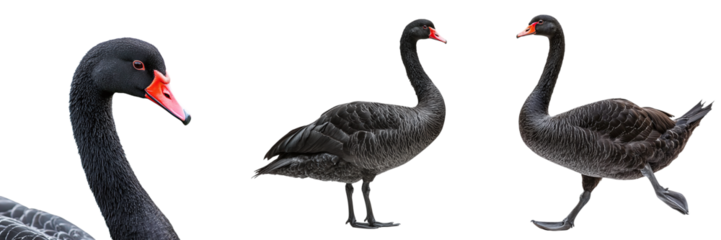 Set of black swans isolated on transparent background PNG