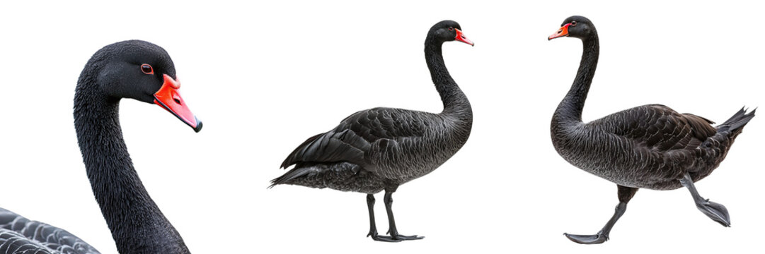 Set of black swans isolated on transparent background PNG - Powered by Adobe