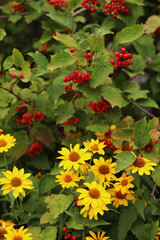 Beautiful yellow flowers near viburnum. Heliopsis and viburnum bush next to each other. Natural background with flowers. Selective focus. Nature in summer. Beautiful flowers blooming