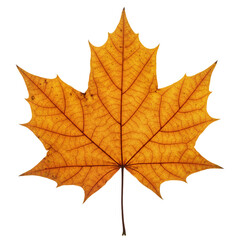 Obraz premium Bright orange maple leaf on white background 