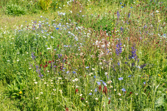 Wild flowers field. Wild flowers on spring meadow with blue flax, crimson clover, red poppy