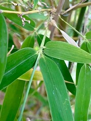 Feuilles de bambou vertes capturées en gros plan dans un environnement naturel. Détails visibles des nervures et des tiges. Parfait pour les thématiques végétales, écologiques, botaniques ou comme tex