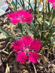 Gros plan sur des fleurs d'œillet d’Inde (Dianthus) de couleur fuchsia dans un jardin. La scène montre les détails des pétales et des tiges, avec un fond de terre et de feuilles sèches. Parfait pour i © Lebonmood