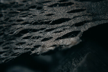 detail texture of wood charcoal