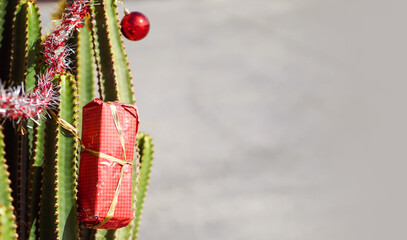 Cute gift attached to a large green cactus, closeup view, celebrating in exotic countries.
