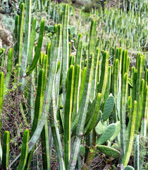 Exotic wild plants, cacti growing on desert soil, stems of green cactus closeup.