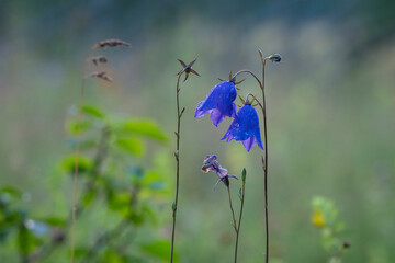 Harebell wild flowers on summer meadow. Campanula rotundifolia, the common harebell, Scottish bluebell, or bluebell of Scotland on a dewy morning. 