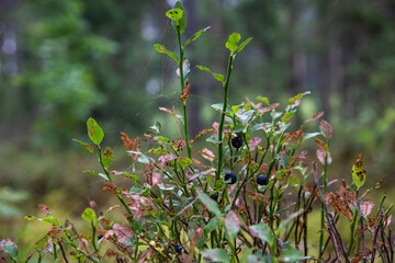 In the blueberry forest