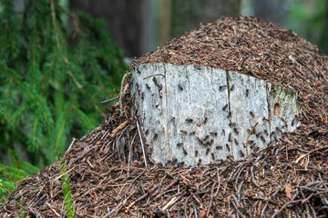 
anthill