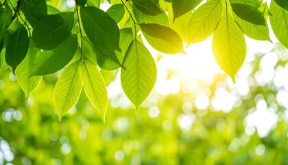 Obraz premium Vibrant green leaves backlit by bright sunlight, creating a bokeh effect in the background