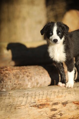 Black and white puppy is standing on a log