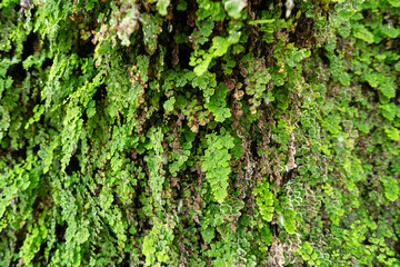 ivy on the wall