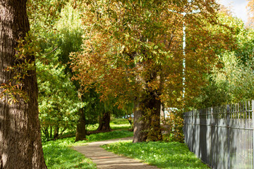 Naklejka premium Curved walking path in city park surrounded by green and autumn trees with metal fence on the side