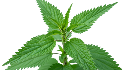 Green nettle plant with serrated leaves isolated on a transparent background
