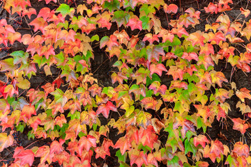 Red leaves of wild grapes on a wall at autumn