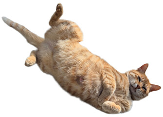 orange cat laying png © 민관 김