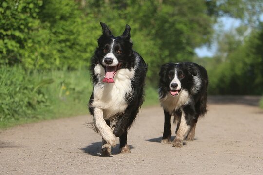 two funny black and white border collies with open mouths and hanging tongues running on a sandy path in green nature