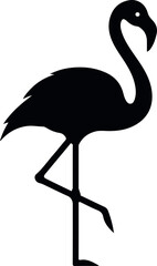 flamingo bird isolated on white background, tropical wading bird with long legs 