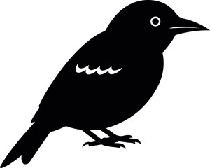 weaverbird isolated on white background tropical nest building bird for wildlife and nature illustration