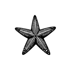 Fototapeta premium Starfish isolated on white background