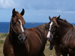 Horses (trait bretons) in a field near the sea