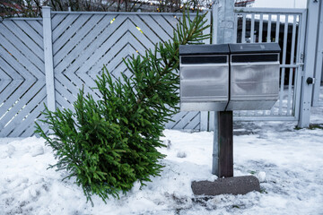 Discarded Christmas tree in snow leaning against mailbox after holiday season