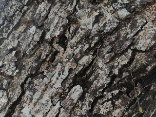 Beautiful bark picture. Suitable for website design.