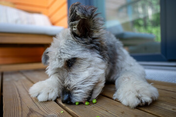 Fluffy dog eating green peas on wooden terrace in summer light